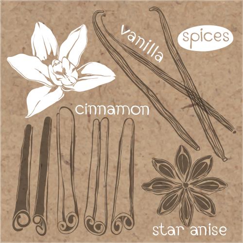 Object. Vector vanilla flower, vanilla sticks and cinnamon, star anise on craft