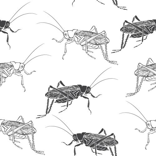 Grasshopper. Vector grasshoppers black silhouettes and contours on white