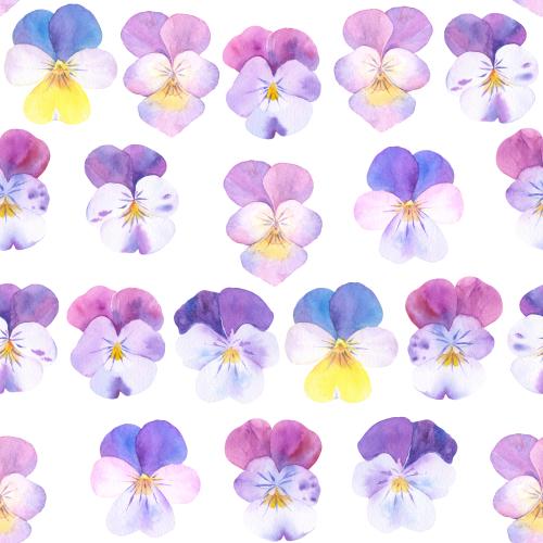 Raster image watercolor cornflowers on white