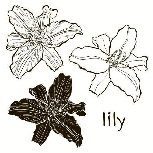 Lily. Vector contours and silhouette of a lily flower, isolated elements on white