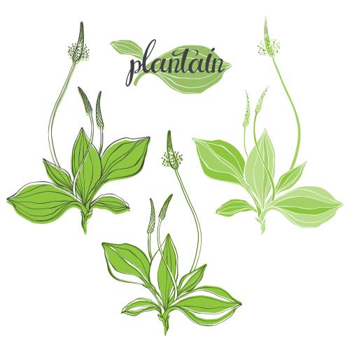 Plantain. Vector plantain, three colored variants on white