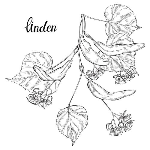 Linden. Vector linden twig on white