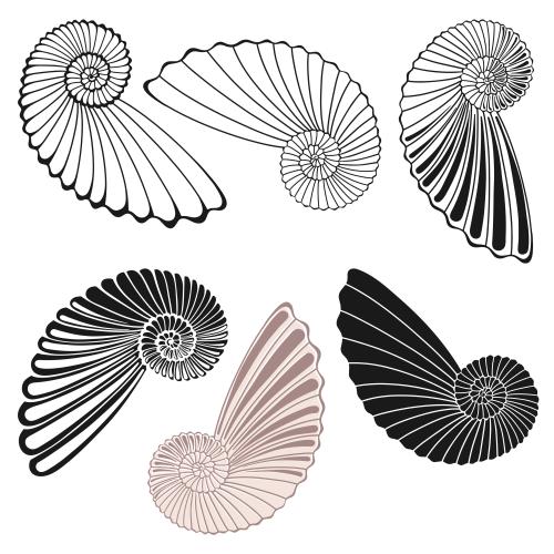 Illustration shells on white, six options