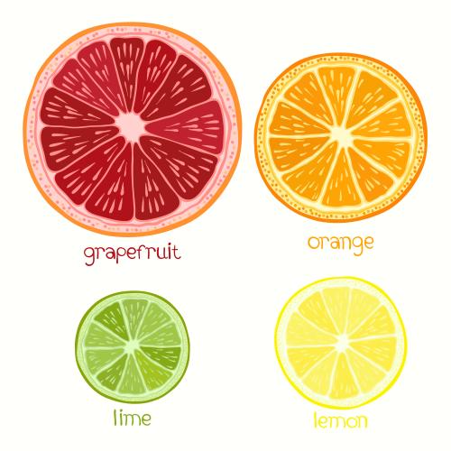 Lemon. Vector grapefruit orange lime and lemon isolated elements on white