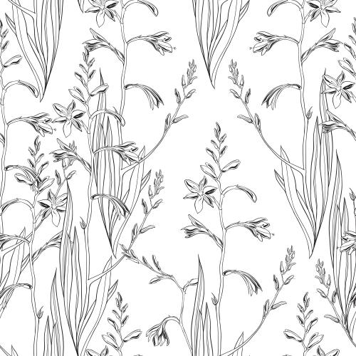 Montbretia. Vector montbrézia, contours of flowers on white