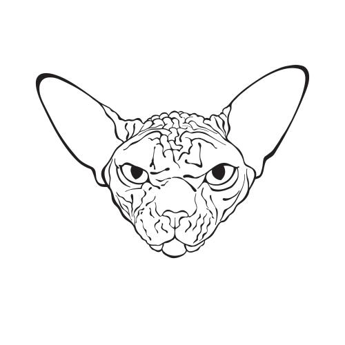 Canadian sphinx. Vector canadian sphynx cat, face on white