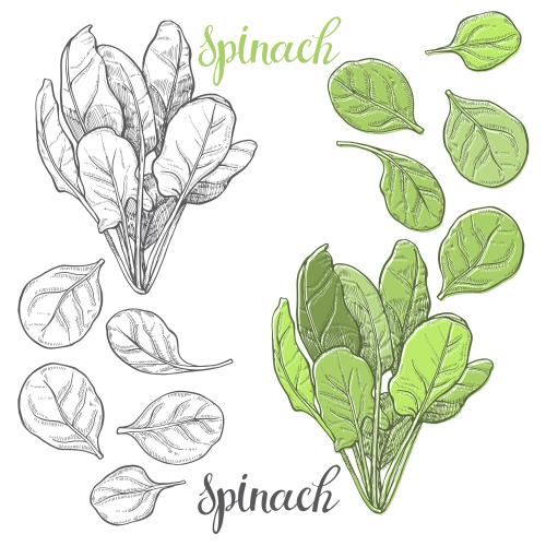 Spinach. Vector spinach monochrome and colorful variant on white