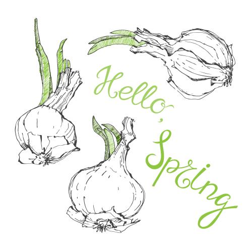 Onion. Vector onion heads with green sprouts, inscription hello spring on white