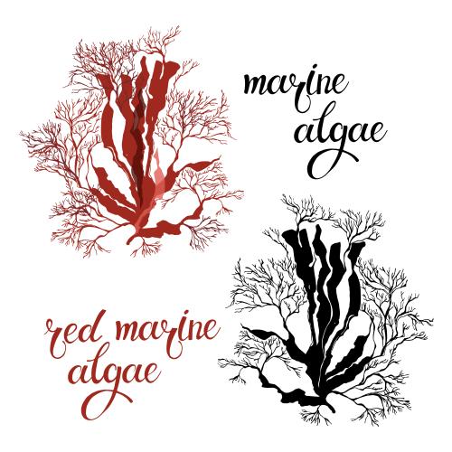 Vector image red sea algae two options on white