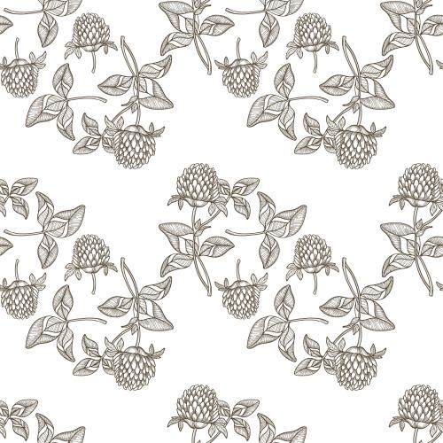 Clover. Vector flowers and clover leaves on white