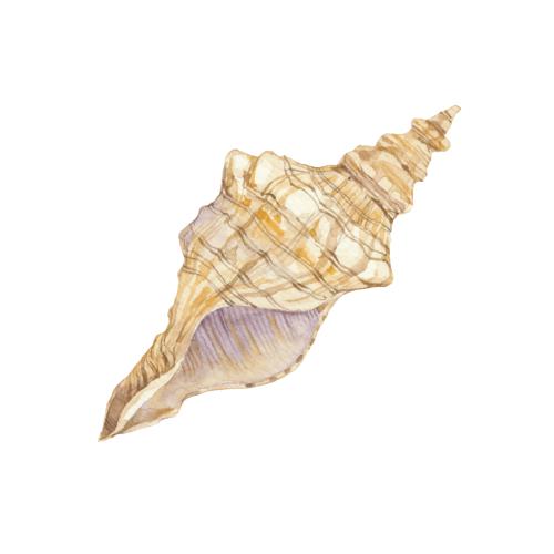 Shell. Vector shell on white