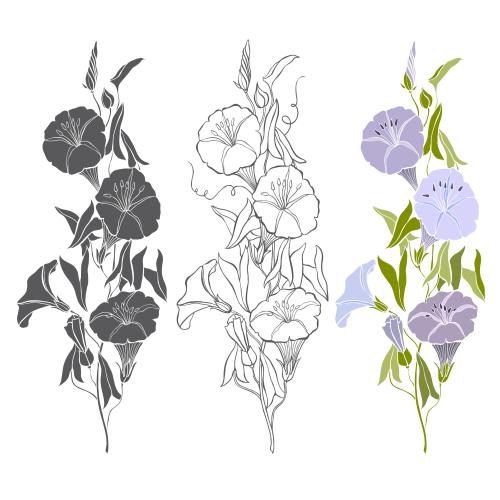 Bindweed. Vector flowered vine, three different options on white
