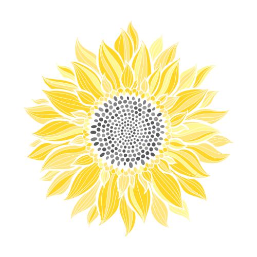 Sunflower. Vector sunflower on white