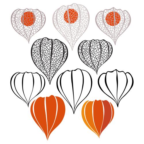 Illustration physalis, various options on white