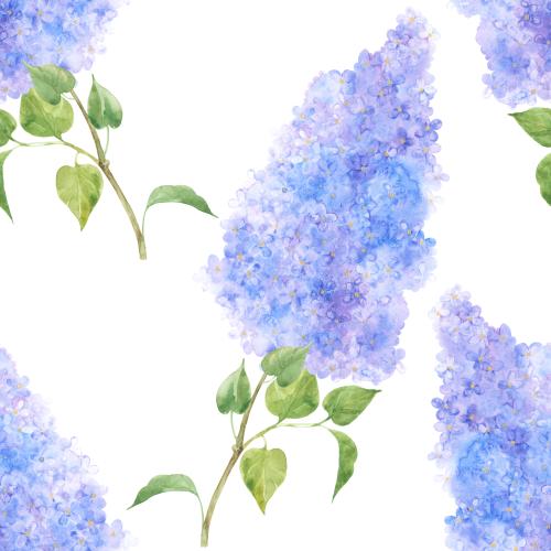Lilac. Vector watercolor lilac branches on white