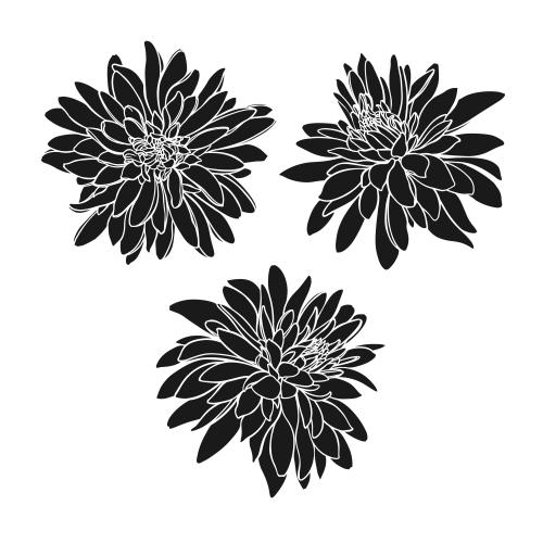 Rudbeckia. Vector rudbeckia black silhouettes on white three options