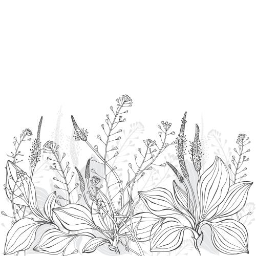 Plantain. Vector plantain pasture bag white text area