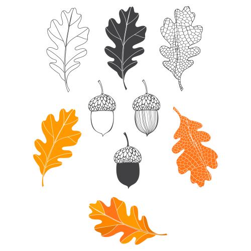 Oak leaf. Vector oak leaves and acorns various options on white