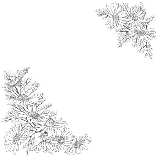 Vector image daisies place for text on white corner composition