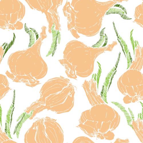 Onion. Vector onion heads on white