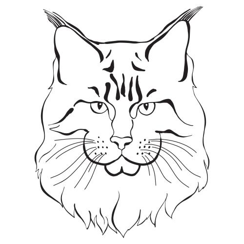 Cat. Vector maine coon, cute face on white