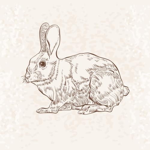 Vector image rabbit, contour drawing, sketch on light