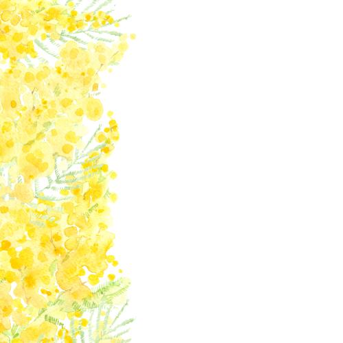Raster image watercolor mimosa, place for text on white