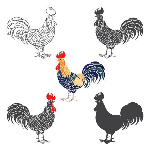 Rooster. Vector roosters various options on white