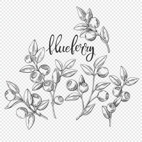 Bilberry. Vector blueberry branches with berries, black outlines