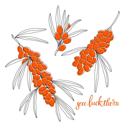 Sea buckthorn. Vector sea buckthorn branches with berries on white