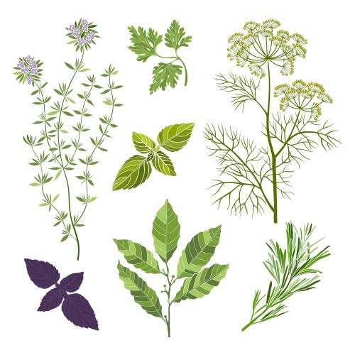 Vector image aromatic culinary herbs: thyme, laurel, rosemary, parsley, dill, basil, colorful silhouettes on white