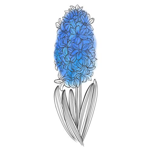 Hyacinth. Vector hyacinths blue watercolor fragment on white