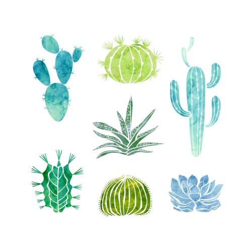 Cactus. Vector watercolor cacti and succulents on white
