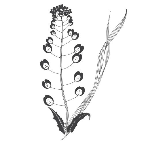 Illustration botanical composition with field herbs on white