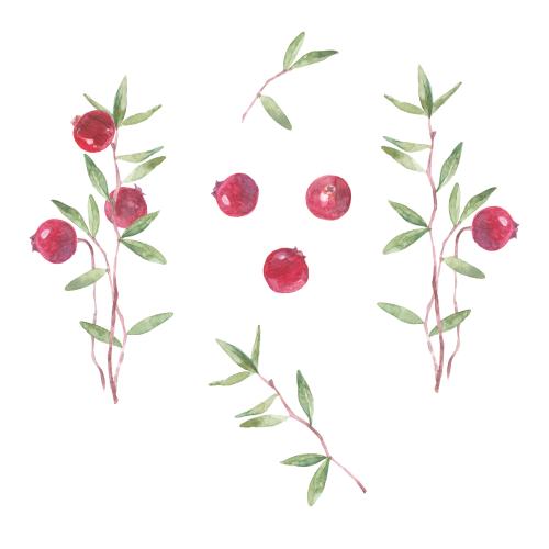 Cranberry. Vector cranberry, twigs and berries on white