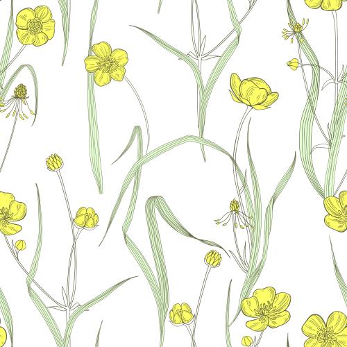 Buttercup. Vector lucky grass on white