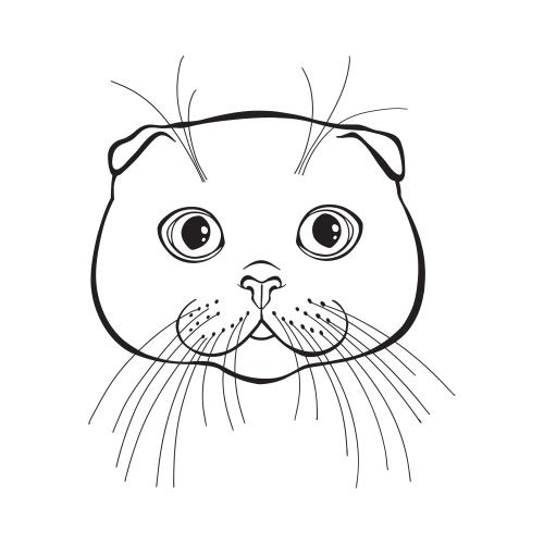 Scottish fold. Vector scottish droopy-eared cat, cute face on white