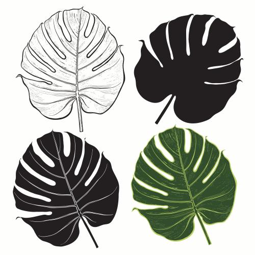 Palm. Vector palm leaves, four variants on white