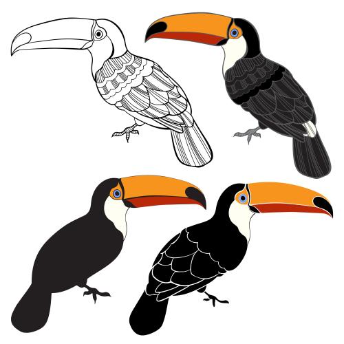 Toucan. Vector toucans on white, four different versions