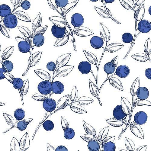 Bilberry. Vector blueberry branches with berries on white