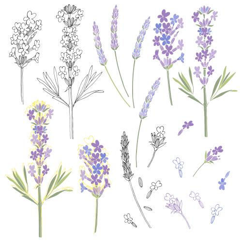 Lavender. Vector lavender, options on white