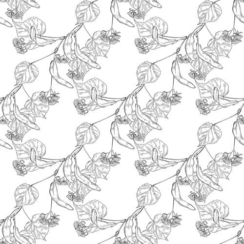 Linden. Vector blooming linden branches, contours on white