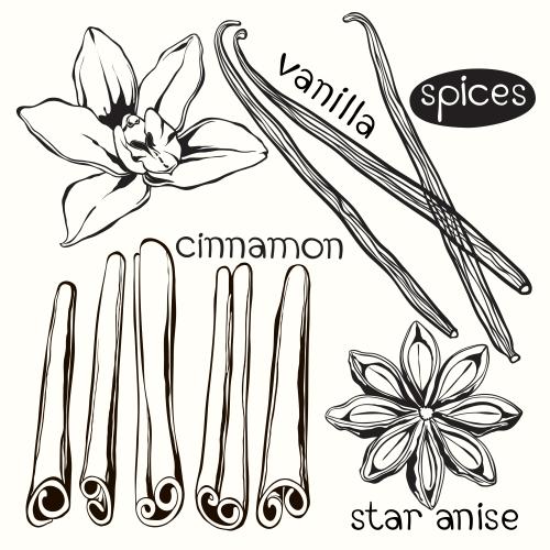 Vanilla stick. Vector vanilla sticks and cinnamon, vanilla flower and star anise on white