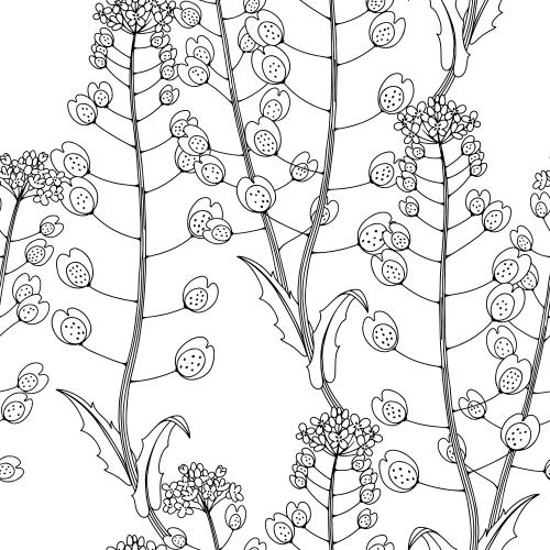 Grass. Vector contours of meadow flowers on white