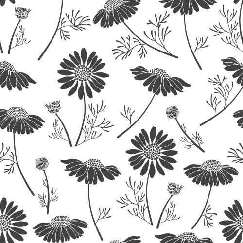 Chamomile. Vector daisies black silhouettes on white