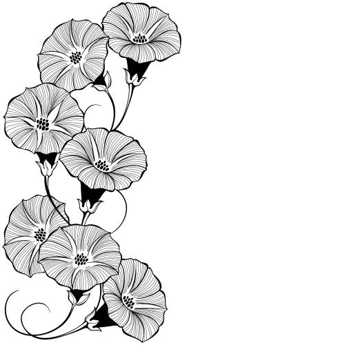 Bindweed. Vector morning glory flowers, space for text on white