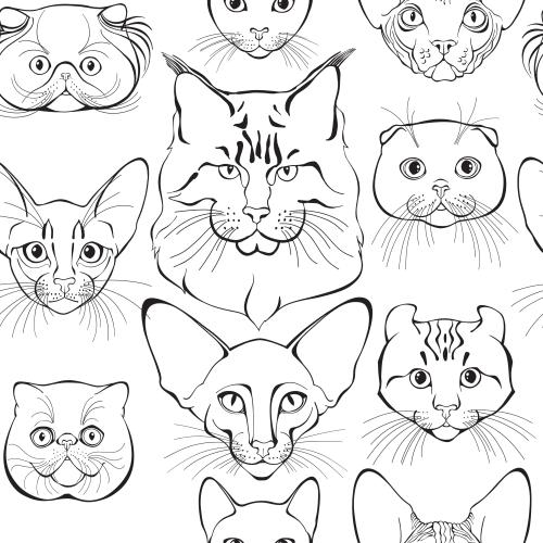 Black-white. Vector cute kitten faces of different breeds on white
