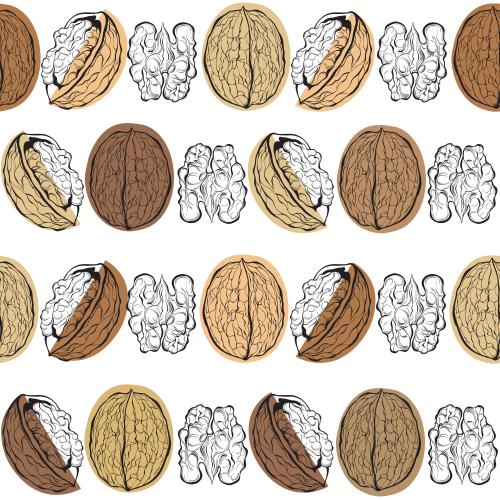 Nut. Vector walnuts black outlines with colored accents on white