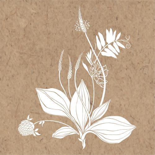Illustration chamomile clover field flowers white silhouettes on kraft