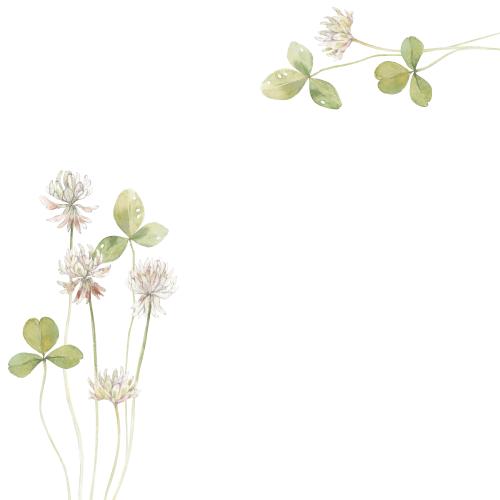 Illustration clover, watercolor flowers and leaves, space for text on white, corner composition